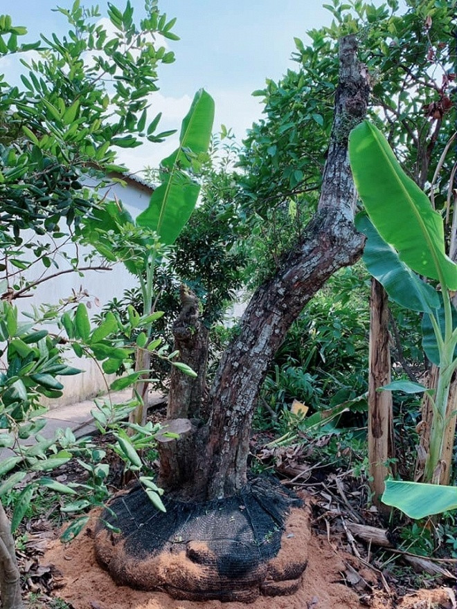 Ngưỡng mộ khu vườn rợp bóng cây xanh của Việt Trinh ảnh 6