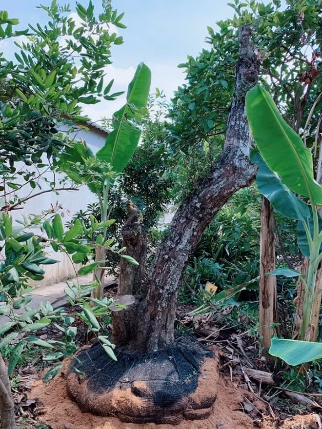 Ngưỡng mộ khu vườn rợp bóng cây xanh của Việt Trinh ảnh 6