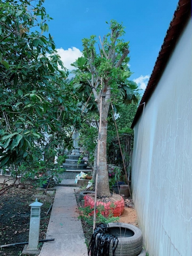 Ngưỡng mộ khu vườn rợp bóng cây xanh của Việt Trinh ảnh 8