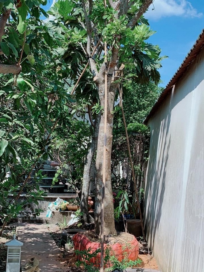 Ngưỡng mộ khu vườn rợp bóng cây xanh của Việt Trinh ảnh 9