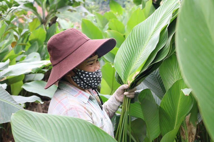 Lá dong “phần hồn” của những chiếc bánh chưng ngày Tết. Lá dong “phần hồn” của những chiếc bánh chưng ngày Tết.