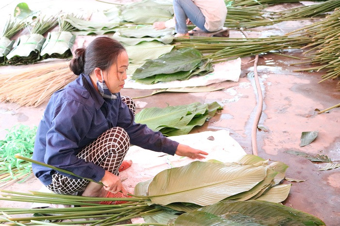 Người Tràng Cát cẩn thận sắp xếp từng tấm lá dong. Người Tràng Cát cẩn thận sắp xếp từng tấm lá dong.