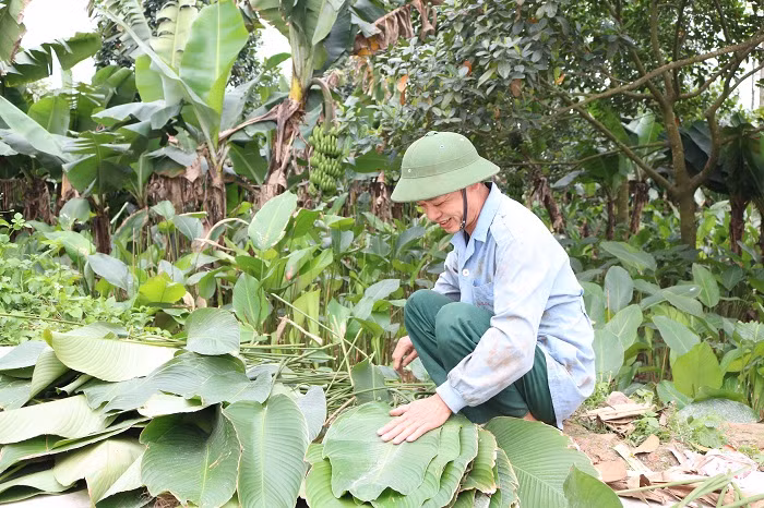 Nhộn nhịp làng lá dong Tràng Cát ngày cận Tết