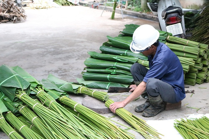Lá dong "xuất ngoại". Lá dong "xuất ngoại".
