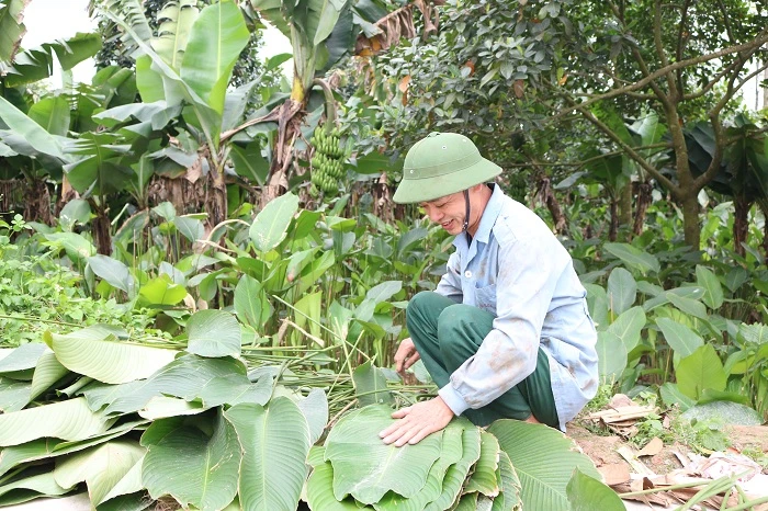 Nhộn nhịp làng lá dong Tràng Cát ngày cận Tết