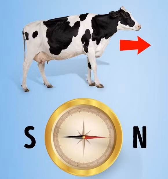 bí ẩn khoa học đến giờ chưa có lời giải, bí ẩn khoa học, khoa học