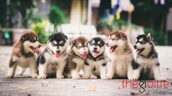 Phát sốt với bộ ảnh cún cưng “Anh em một nhà”