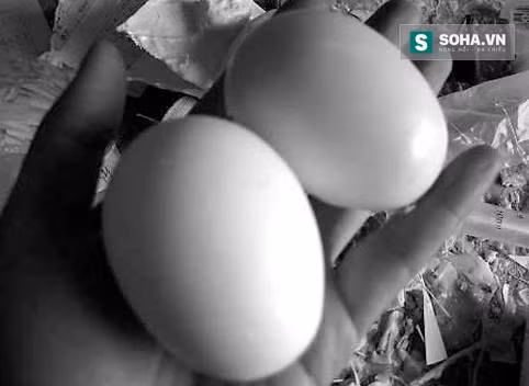 Nhìn tận mắt công nghệ làm trứng gà giả ở Trung Quốc ảnh 3