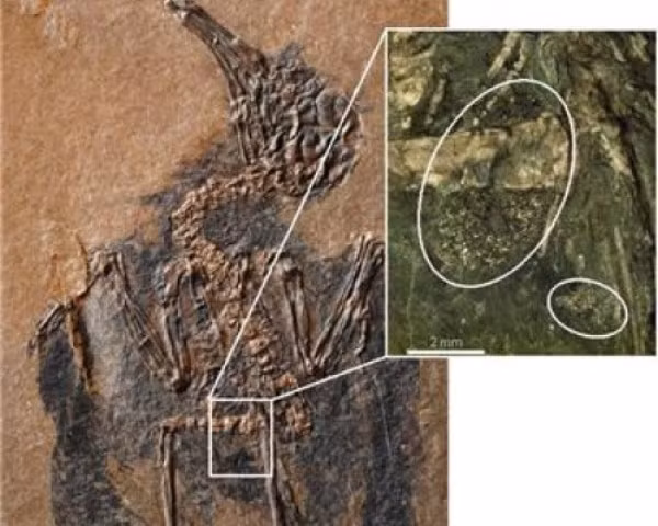 Hóa thạch chim thụ phấn cho cây