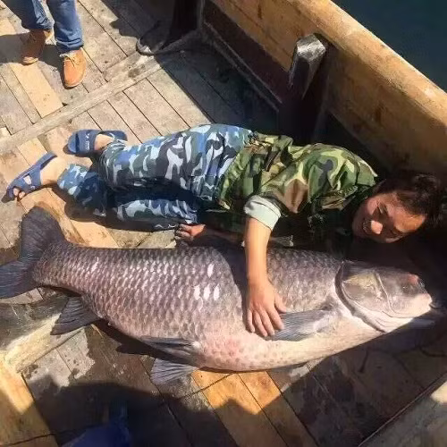 “Thủy quái” cá trắm đen siêu khủng