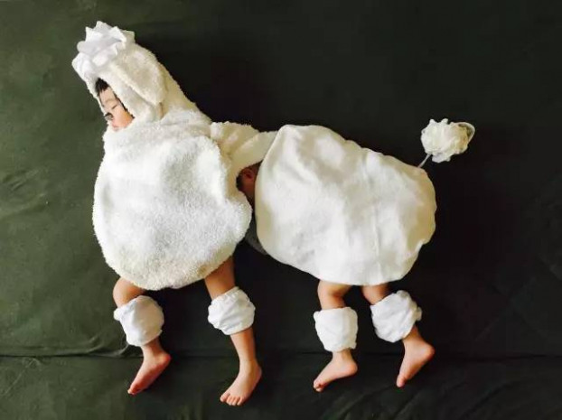  Chú chó đáng yêu. 