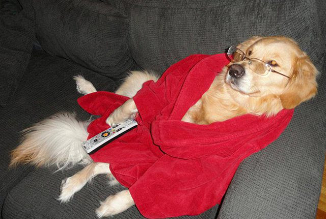 “Chó là để yêu thương, chứ không phải để ăn thịt” ảnh 3 Chó là để yêu thương, chứ không phải để ăn thịt - Hình 3