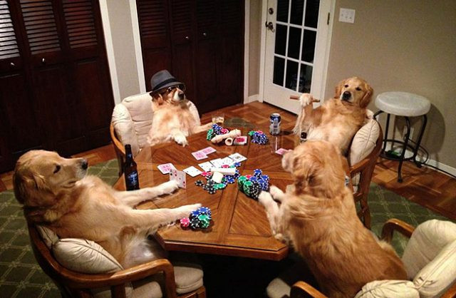 “Chó là để yêu thương, chứ không phải để ăn thịt” ảnh 13 Chó là để yêu thương, chứ không phải để ăn thịt - Hình 12