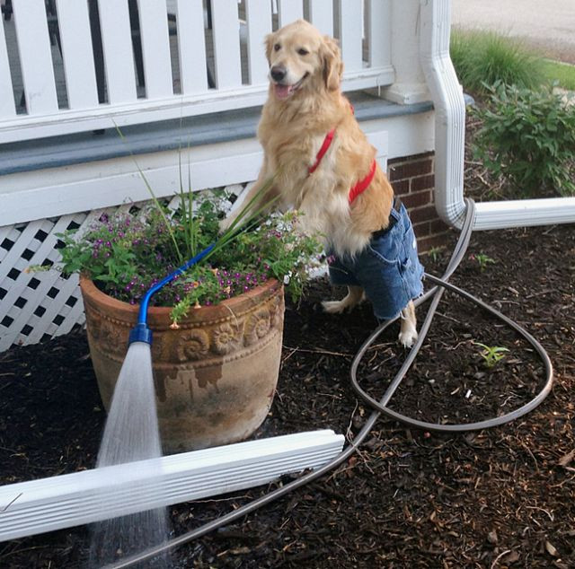 “Chó là để yêu thương, chứ không phải để ăn thịt” ảnh 7 Chó là để yêu thương, chứ không phải để ăn thịt - Hình 6