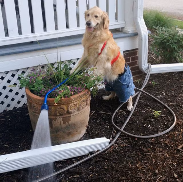 Chó là để yêu thương, chứ không phải để ăn thịt - Hình 6