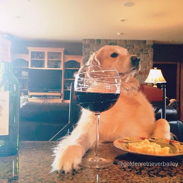 Chó là để yêu thương, chứ không phải để ăn thịt - Hình 5