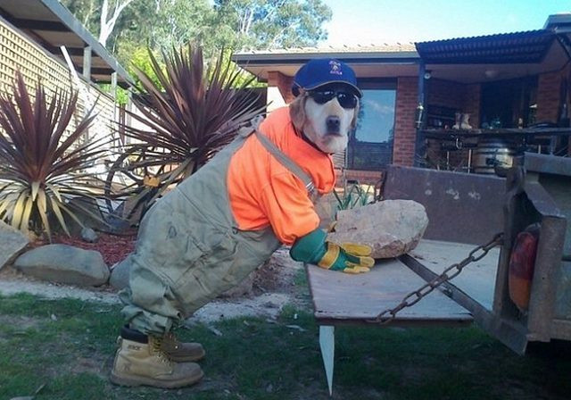 “Chó là để yêu thương, chứ không phải để ăn thịt” ảnh 1 Chó là để yêu thương, chứ không phải để ăn thịt - Hình 1