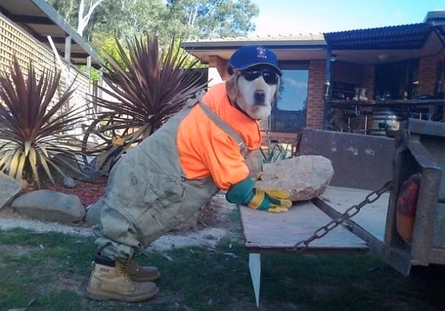 Chó là để yêu thương, chứ không phải để ăn thịt - Hình 1