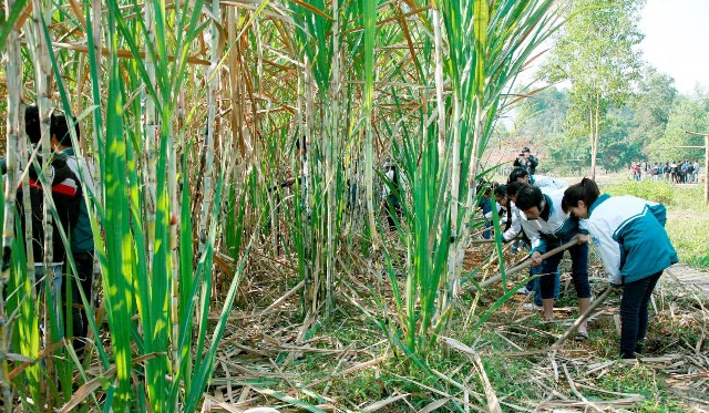 HS lớp 11B2 thực hành tại đồi mía