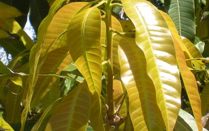 la-xoai-non-1426753724521-19-0-387-500-crop-1426753732174