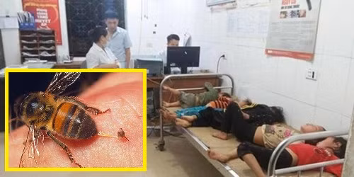 Nghệ An: Đi gặt lúa, 7 người bị ong tấn công phải nhập viện