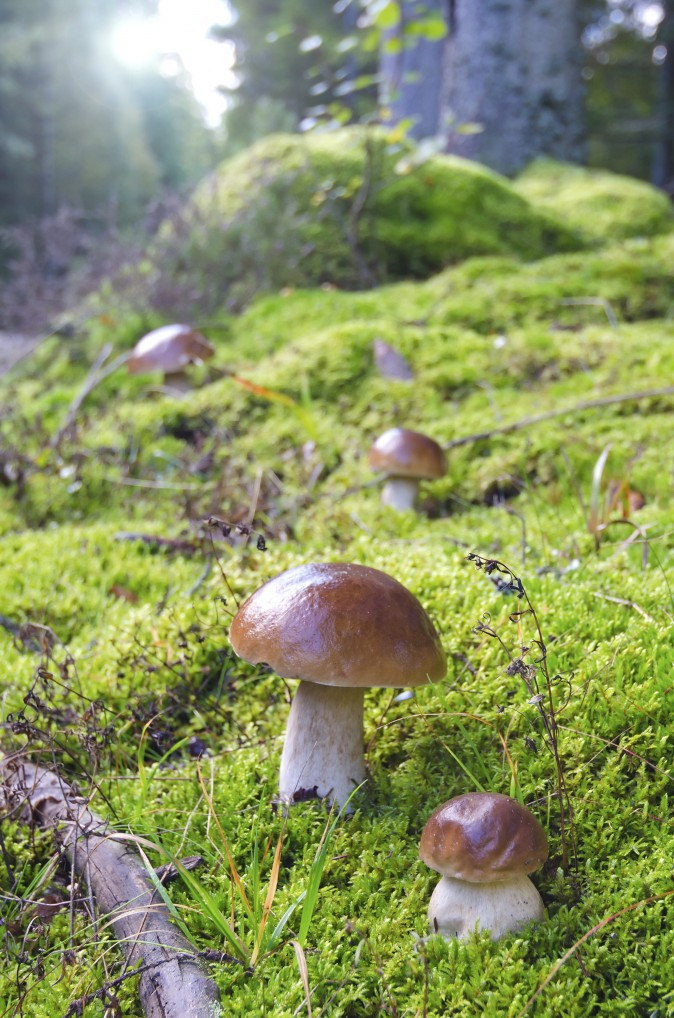 Nấm len lỏi khắp mọi nơi Nấm len lỏi khắp mọi nơi