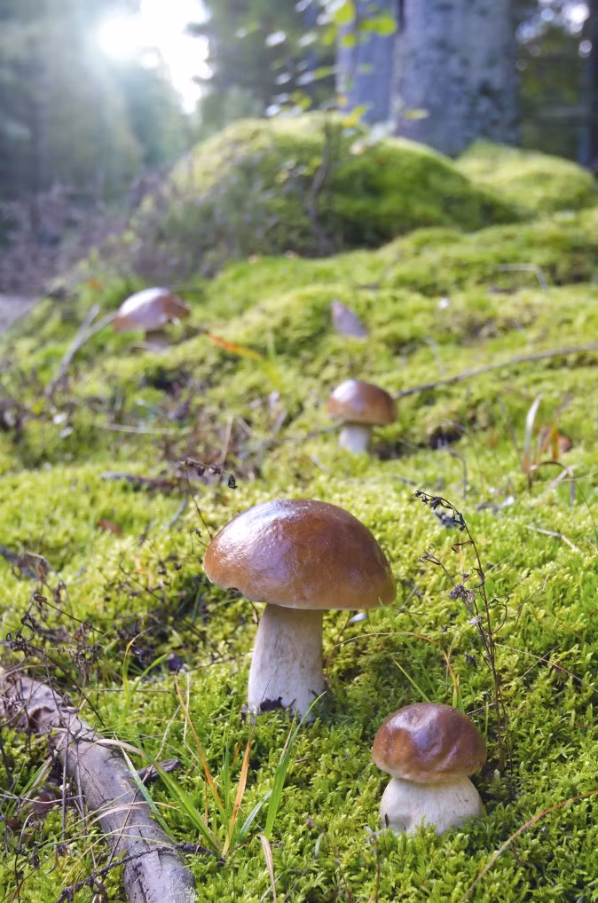 Nấm len lỏi khắp mọi nơi Nấm len lỏi khắp mọi nơi