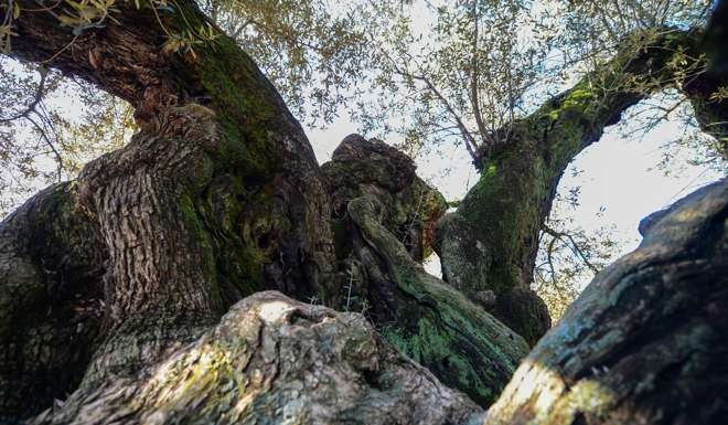 Thân một cây khác Thân một cây khác