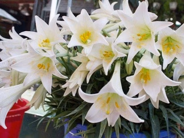 Hoa loa kèn đã ngập tràn trên phố, bí quyết chọn hoa "xịn" nhiều người chưa biết ảnh 4