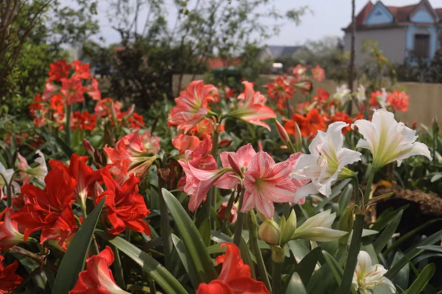 Vườn hoa loa kèn rực rỡ sắc màu