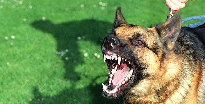 Bé trai 3 tuổi bị chó hàng xóm cắn thủng khí quản 