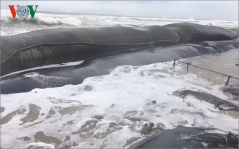 song lon tan pha bo bien quang nam, da nang hinh 2