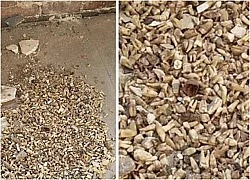 Cải tạo nhà, tá hỏa phát hiện 1000 bộ phận cơ thể phía sau bức tường