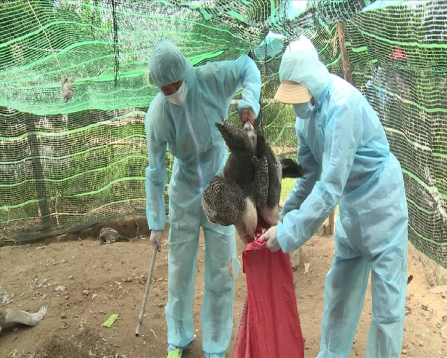 Bệnh cúm A/H5N6 trên gia cầm vẫn tiềm ẩn nguy cơ bùng phát thành dịch bệnh quy mô lớn