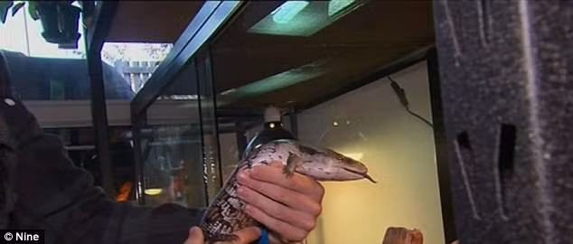 gia dinh song cung tran, rua va nhen khong lo trong nha hinh anh 2