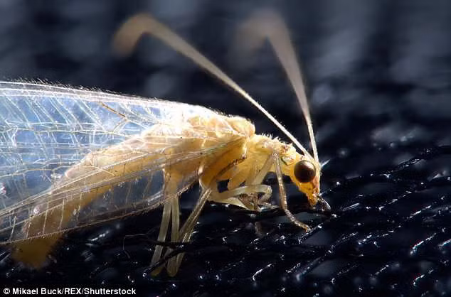 Người dân Anh đang lo hết quần áo mặc vì… bươm bướm - Hình 3