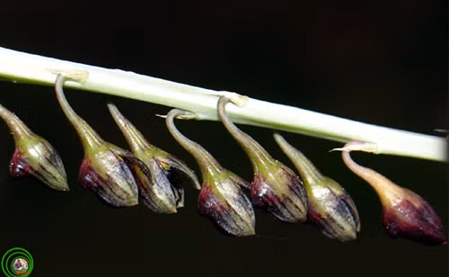 Lan lọng lệch Bulbophyllum secundum Không lộng lẫy khoe sắc như các loài hoa lan khác vì chùm hoa quá nhỏ để mắt thường của chúng ta thưởng lãm. Lan lọng lệch sống phụ sinh, thân rễ mềm. Củ giả dẹt, nhẵn, đỉnh mang 1 lá. Lá hình giảI, thuôn ở gốc thành cuống ngắn. Cụm hoa mảnh, dài, cao hơn lá. Hoa nhiều, nhỏ, xếp về 1 phía. Hoa màu hung đỏ tím đen. Cánh hoa có lông. Cánh môi dạng lưỡi màu đen, có lông ở gờ và thời gian nở hoa của nó quá ngắn để chiêm ngưỡng loài hoa lan này nở hoa và lụi tàn là thước đo sự kiên nhẫn của bạn.