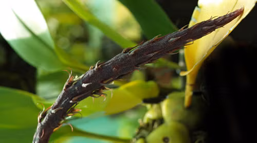 Lan lọng bông mo Bulbophyllum spadiciflorum Với cụm hoa bông mọc từ gốc củ giả, cuống chung mập, phình rộng, dài đến 50cm và tô điểm bằng nhiều những bông hoa nhỏ, màu lục vàng có sọc tía, cánh đài bên rộng, cong, cánh môi hình lưỡi màu tím đen. Loài hoa lan nở vào tháng 5 này thường sống phụ sinh trên các thân cây ở độ cao gần 2000 mét quanh năm sương mù bao phủ. Nếu không phải là người nghiên cứu về hoa lan, bạn khó có thể nhận biết được chúng trong tự nhiên
