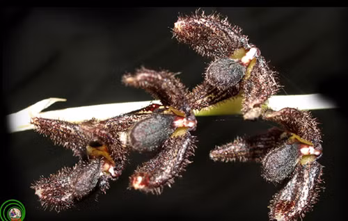 1. Lan lọng đen Bulbophyllum nigrescens Loài lan có cánh hoa rất nhỏ này chỉ được nhìn thấy cánh môi và lông trên hoa của nó dưới ống kính macro. Thường mọc trên độ cao từ 1500m trở lên với những chiếc lá thuôn hình dải, tù ở đỉnh, thuôn ở gốc tạo thành cuống ngắn. Cụm hoa mảnh,nhỏ dài 30 40mm có phấn trắng xếp đều đặn phía đỉnh, mọc chúc xuống, màu đen sậm, cành đài gần giống nhau, có lông mảnh. Cánh tràng có lông nhiều hơn. Cánh môi dạng lưỡi, cong lên và có lông ở mép như một kiệt tác ban tặng của tự nhiên.