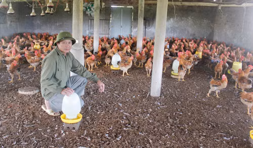 Ông Bồn đang chăm sóc đàn gà