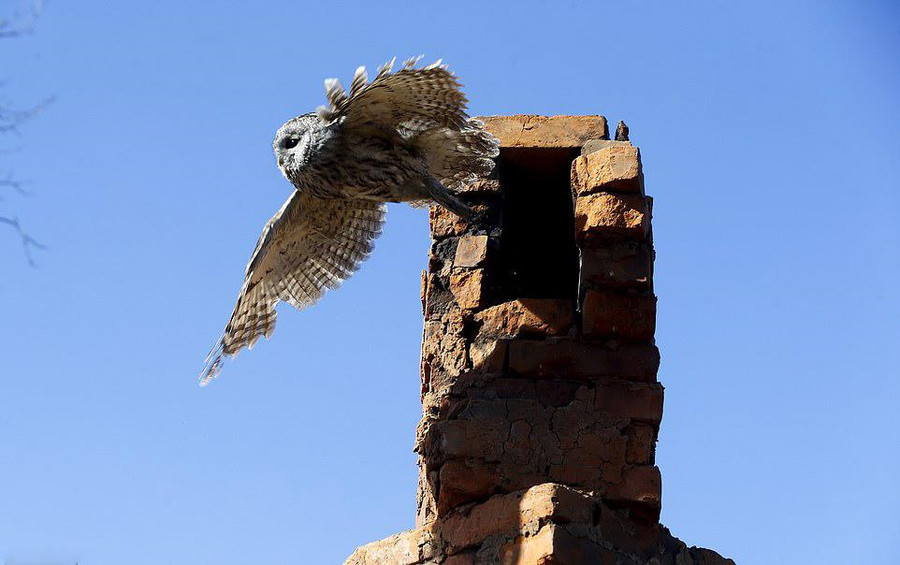 Vi sao he sinh thai o vung nhiem phong xa Chernobyl phat trien tot? hinh anh 1 