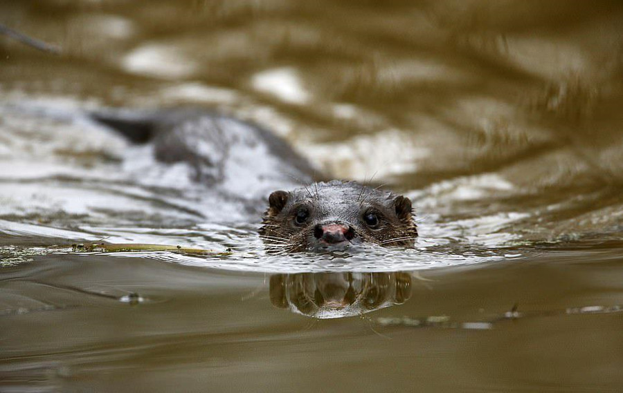 Vi sao he sinh thai o vung nhiem phong xa Chernobyl phat trien tot? hinh anh 5 