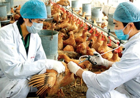 Cà Mau: Nguy cơ virus H5N1 lưu hành rộng rãi