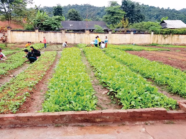 Thầy trò cùng nhau chăm sóc vườn rau, cải thiện bữa ăn hàng ngày