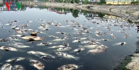 ca chet trang ho dieu hoa boc mui hoi thoi lam dao lon cuoc song nguoi dan vinh hinh 1