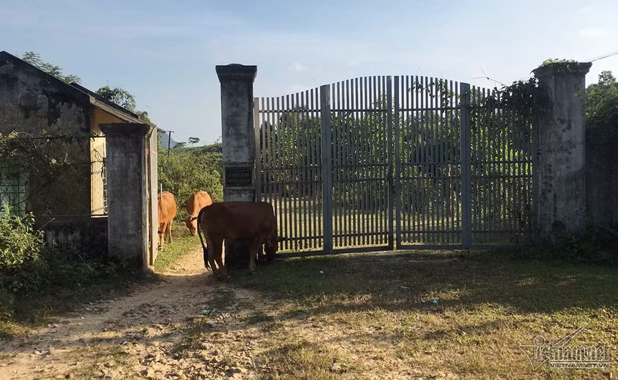 Đại gia đá đỏ đếm tiền cả ngày không hết giờ ra sao?