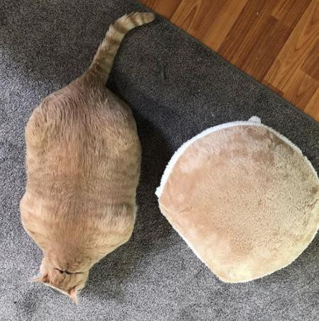 Mèo ngoại cỡ gây bão mạng vì giống hệt mèo hoạt hình Garfield ảnh 5 Thân hình tròn xoe như quả bóng