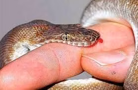 Sơ cứu đúng cách khi bị rắn cắn