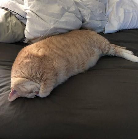 Mèo ngoại cỡ gây bão mạng vì giống hệt mèo hoạt hình Garfield ảnh 4 Bronson đang trong quá trình giảm cân