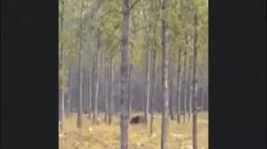 Video quái vật khổng lồ bí ẩn đuổi chó trong rừng Mỹ